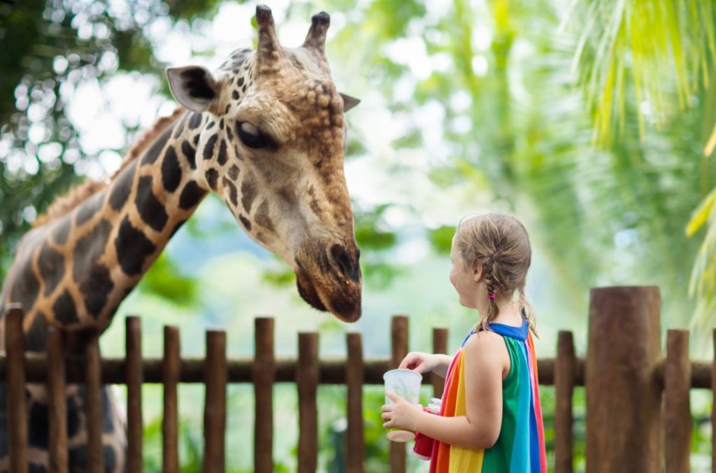 zoo themed activities and crafts for classroom centers or occupational therapy 